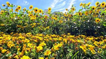 Sunflowers in front of buildings and parked cars video