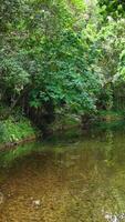 A serene creek flows through dense greenery in the Daintree Rainforest, captured with smooth aerial movement and natural lighting video