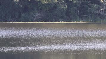 Serene lake scene with distant forest view video