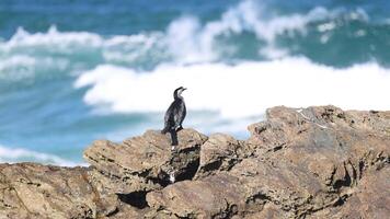 Bird perched on rocks against ocean waves video