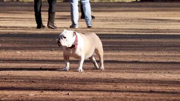 Bulldog walking, people strolling in background video