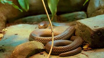 A snake rests coiled on rocks in a zoo enclosure, surrounded by foliage. Warm lighting highlights its textured scales video