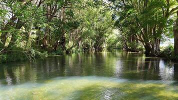A serene river flows through lush greenery in Bellingen, Australia, captured with gentle camera movement and natural lighting video
