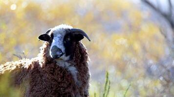 A brown sheep grazes in a sunlit field near Lake Wakatipu, surrounded by lush vegetation and vibrant natural scenery video