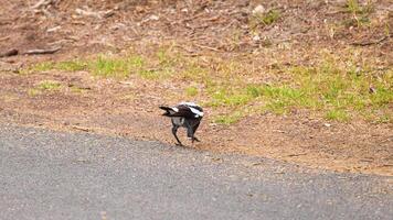 An Australian magpie walks along a rural path in Point Lonsdale, Victoria, under natural daylight, showcasing its distinctive black and white plumage video