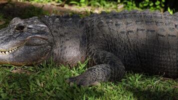 An alligator lying on grass, basking in sunlight video