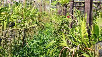 A tranquil exploration of a lush flower farm in Bangkok, featuring vibrant greenery under protective netting with natural lighting video