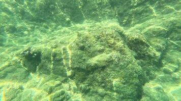 Vibrant underwater scene with coral and barnacles in clear waters. Sunlight creates dynamic patterns on the ocean floor video