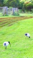 Australian white ibises forage in a lush green field under bright daylight, showcasing natural behavior in a rural setting video