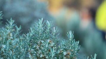 Close-up of Olearia axillaris with blurred background video