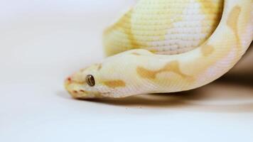 Close-up of a Corn Snake in Gentle Motion video
