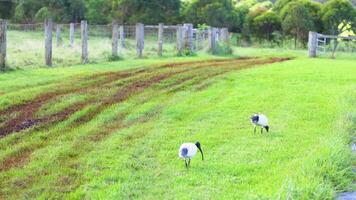 Two ibis birds forage in a lush green field at Byron Bay. The scene captures natural behavior in a serene rural setting video