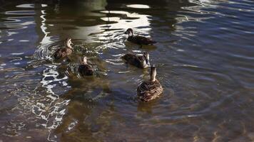 Group of ducks paddling in calm water video