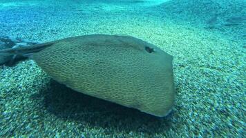 A stingray moves across the sandy seabed. video