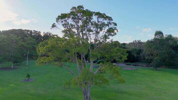 Drone footage captures a lush golf course with surrounding greenery and distant residential areas under a clear sky video