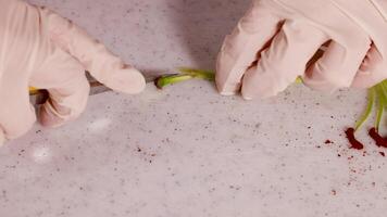 Gloved hands dissect a flower on a lab table, focusing on its anatomical structure under bright lighting video