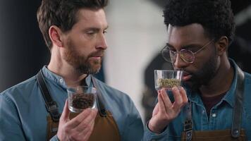 Professional happy African Caucasian two men workers specialists smelling cups different coffee scent intensity tasting session craftsmanship small business expertise roasted beans arabica indoor video