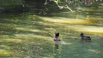 Two ducks swimming and interacting in a pond video