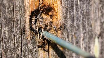 Close-up of ants constructing a nest in wood, showcasing teamwork and natural behavior in a sunlit environment video