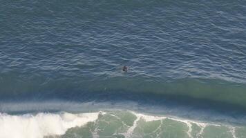 Aerial view of surfers navigating ocean waves at Gold Coast, Australia. Bright daylight highlights the dynamic ocean scene video