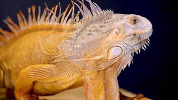 Golden iguana in a controlled studio environment with dramatic lighting, showcasing its vibrant scales and calm demeanor video