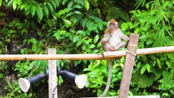 Monkey sitting on fence in lush greenery video