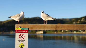 Two seagulls rest on a wooden fence at Akaroa jetty, with serene waters and sunset lighting creating a tranquil scene video