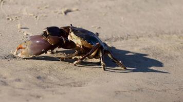 A mud crab moves across a sandy beach, casting a shadow in the warm sunset light video