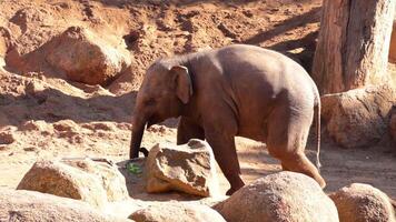 Baby elephant eating vegetables in a zoo enclosure video