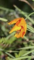 A bee interacts with an orange flower in natural light, showcasing pollination in a lush New Zealand setting video