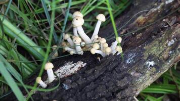 Mushrooms sprouting on a log in the forest video