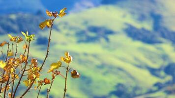 Golden leaves gently sway against a blurred green hillside in Akaroa, creating a serene and vibrant scene video