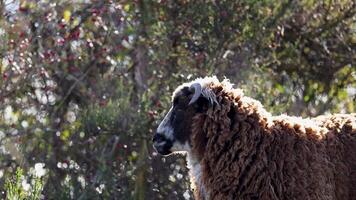 A woolly horned sheep stands calmly in a sunlit Queenstown landscape, with visible breath in the cool air video