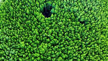 Drone captures vibrant green mangrove canopy with a central clearing, showcasing natural patterns and textures video