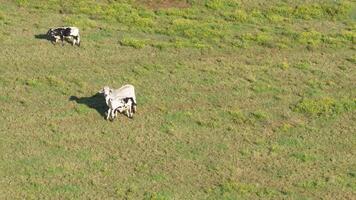 A mother cow and calf in a sunny field, with the calf feeding. The scene captures a serene rural moment video