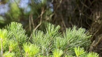 Close-up of Austrian pine branches swaying gently in the wind, highlighting long needles and vibrant green hues video