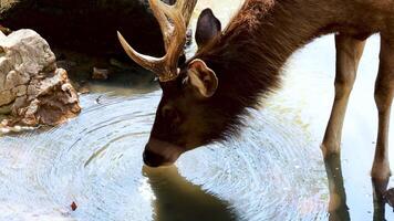 Deer drinking water at a zoo pond video