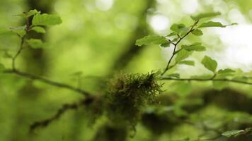 Close-up of a moss-covered branch in nature video