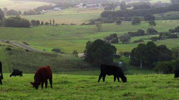 Cows feeding on grass in a green field video