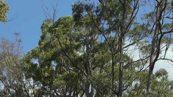 Eucalyptus trees swaying in the wind video