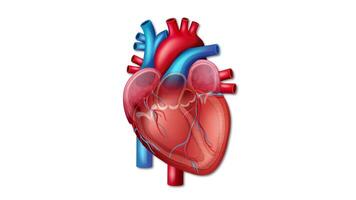 Detailed animation of a human heart illustrating the heartbeat cycle with dynamic movement and vibrant colors on a white background video