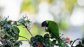 A colorful rainbow lorikeet interacts with flowers in a lush, sunlit environment, showcasing natural behavior and vivid plumage video