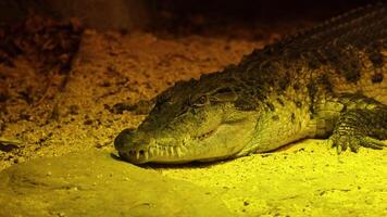 A Nile crocodile lies still under warm, yellow lighting in a zoo environment, showcasing its textured skin and tranquil demeanor video