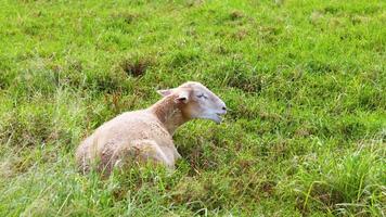 A sheep rests in a lush green field under bright daylight, creating a serene pastoral scene video