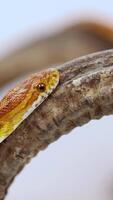 A corn snake moves gracefully along a branch, captured in soft natural lighting with a neutral background video
