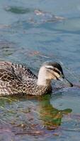 A duck gracefully swims in a tranquil pond, surrounded by aquatic plants, under natural daylight video