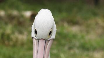 Sequential close-up views of a pelican's face video