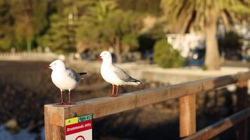Two seagulls rest on a wooden fence during golden hour in Akaroa, New Zealand, with warm sunlight and a serene backdrop video