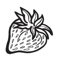 Strawberry isolated illustration for food product desings. Fresh garden berries black and white sketch, organic healthy food. Summer fruit in line art style for cosmetic and textile. vector