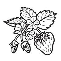 Strawberry with leaves and flowers hand drawn isolated illustration for food desing. Garden berries black and white sketch, organic healthy food. Summer fruit in line art style. vector